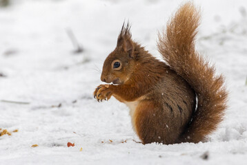 Scottish red squirrel in the snow eating a nut