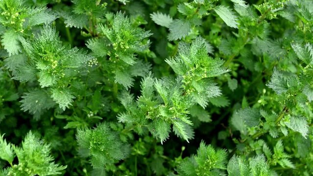 closeup of fresh stinging nettles, natural daylight