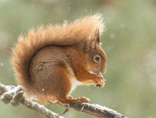 Scottish red squirrel in the snow eating a nut