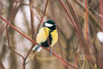 Fototapeta premium Beautiful tit bird in nature. Great tit on the bush branch singing and looking for food.