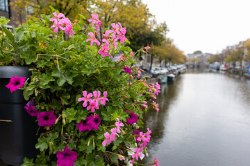 Fototapeta na wymiar Beautiful Colorful Flowers on a Bridge along a Canal in the Amsterdam Centrum District