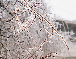 Febuary Michigan Winter Ice Storm covers Trees