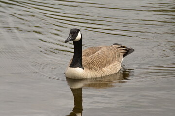 Canada Goose