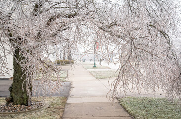 Febuary Michigan Winter Ice Storm covers Trees