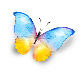 Color watercolor butterfly , isolated on the white background
