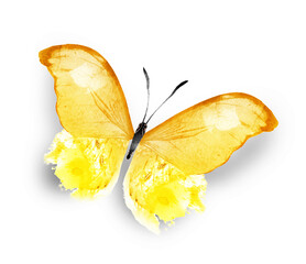 Color watercolor butterfly , isolated on the white background