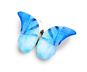 Color watercolor butterfly , isolated on the white background
