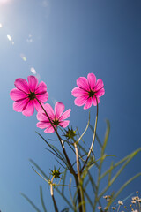 Pink cosmos in the blue sky
