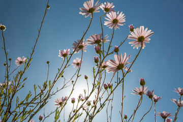 Pink wild flower in the sky