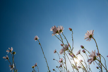 Pink wild flower in the blue sky