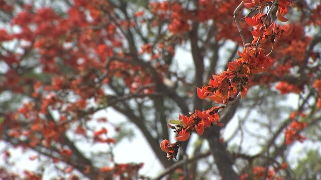 Orang flower of Bastard Teak Butea monosperma exotic tropical orange flame red color flower blooming flame of the forest or bastard teak tree, with more flowers than leaves in full bloom.
