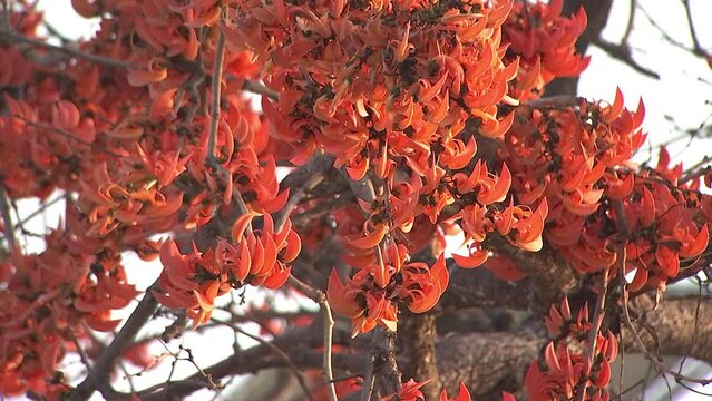 Orang flower of Bastard Teak Butea monosperma exotic tropical orange flame red color flower blooming flame of the forest or bastard teak tree, with more flowers than leaves in full bloom.
