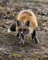 Red Fox Photo Stock. Fox Image. Unique fox close-up  looking at camera in the spring season in its environment and habitat with blur background displaying unique face, bushy tail. 