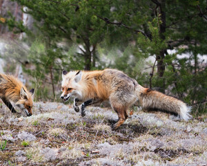 Naklejka na ściany i meble Red Fox Photo Stock. Fox Image. Couple interacting in the forest with a spruce trees background and white moss ground in their environment and habitat. Picture. Portrait.