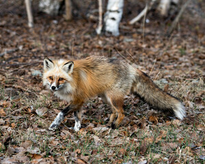 Red Fox Photo Stock. Unique fox close-up profile side view in the spring season in its environment and habitat with blur background displaying paws, unique face, fur, bushy tail.  