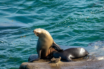 Portrait of a sea lion in La Jolla cove, San Diego, California