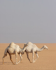 Camels In the Kuwait Desert
