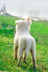 Beautiful Samoyed puppy dog in garden on green grass