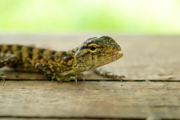 Closeup of green chameleon cub head isolated on blurred background