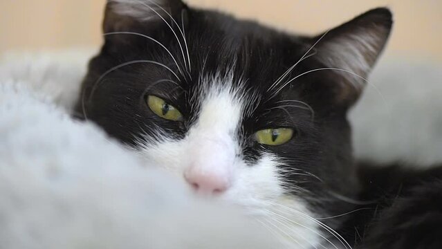 Close view of a cat with black and white fur at home. Looking into the camera
