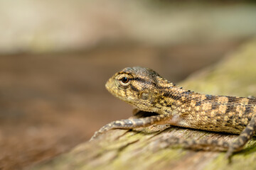 Closeup of green chameleon cub head isolated on blurred background