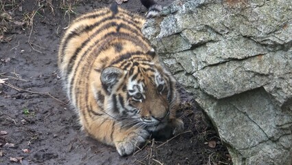 Siberian tiger, Panthera tigris altaica.Tiger cubs