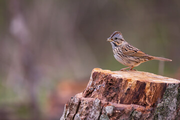 Lincoln's sparrow perched on a log