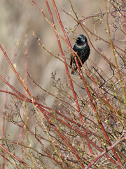 Star, Sturnus vulgaris, Gemeiner Star