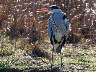 Graureiher, Ardea cinerea