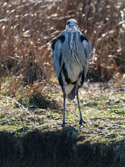 Graureiher, Ardea cinerea