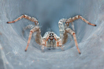 spider on a web
