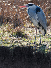 Graureiher, Ardea cinerea