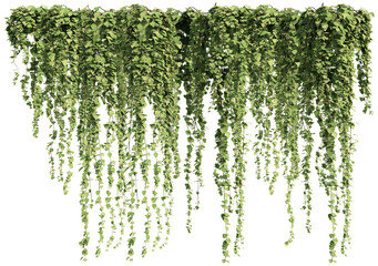 ivy plants isolated on transparent background, 3d rendering	
