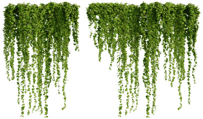 ivy plants isolated on transparent background, 3d rendering	
 - obrazy, fototapety, plakaty