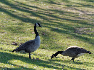 Kanadagans , Branta canadensis