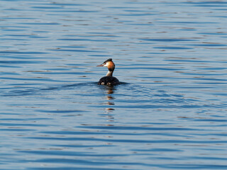 Haubentaucher, Podiceps cristatus