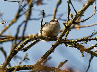 Schwanzmeise, Aegithalos caudatus