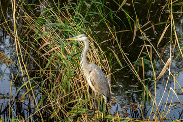 Heron
