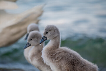 Portrait of baby swans. Mute swan cygnets. Cygnus olor.