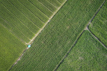 top view of local organic corn field in thailand for agricultural concept.