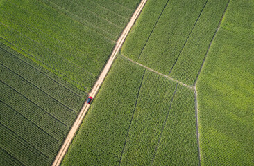 top ariel view of corn field with red car moving along the way of contryside in Thailand