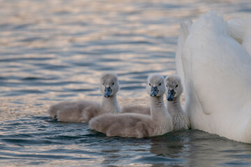Swan babies in water. Three little grey Mute swan cygnets swimming in lake Geneva. Cygnus olor.