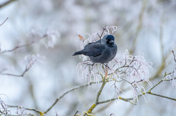 black jackdaws on frosty tree branches3