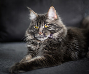 portrait of a Maine Coon cat on a dark background1