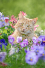 Adorable ginger colored tabby cat posing amidst colorful spring flowers in a garden