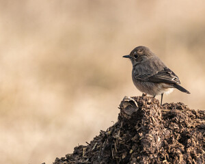 Obraz premium A female Bush Chat