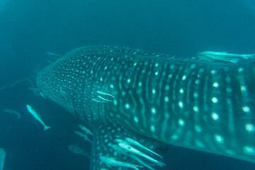 The whale shark (Rhincodon typus) is a slow-moving, filter-feeding carpet shark and the largest known extant fish species. The largest confirmed individual had a length of 18.8 m (61.7 ft)