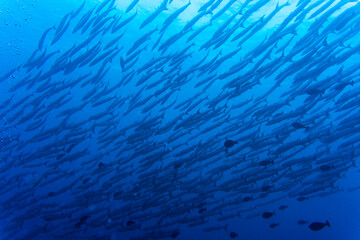 Indonesia travelling and the underwater world. Coral reef, sea turtle, barracuda and more
