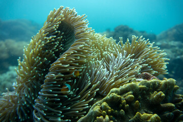 Naklejka na ściany i meble Indonesia travelling and the underwater world. Coral reef, sea turtle, barracuda and more