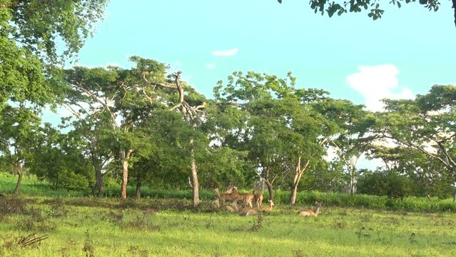 Bawean deer activity in Baluran Banyuwangi National Park